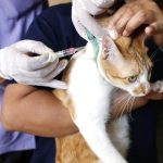 Lyssavirus, muore gatto ad Arezzo: il ministero della Salute spiega come comportarsi
