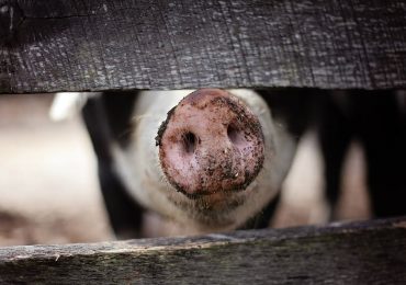 Nuovo virus spaventa il mondo: “Arriva dai maiali e contagia l’uomo”