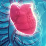 Trapianto di cuore, la scoperta: età biologica non riflette quella anagrafica
