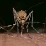 sradicare la dengue