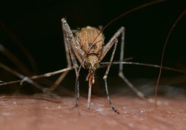 sradicare la dengue