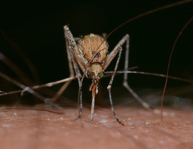 sradicare la dengue