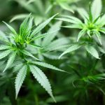 Mal di testa, la cannabis riduce il dolore del 50%
