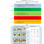Tesi infermieristica "Indagine conoscitiva sulle capacità di gestione di un parto precipitoso extra ospedaliero"