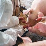 Cina, paura per un nuovo ceppo di coronavirus