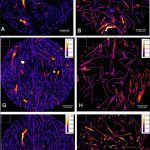 Profilassi Coronavirus, filtri FP3,calore e raggi UV. Lo studio