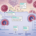 Successo per Anticorpi monoclinali e COVID-19: lo studio
