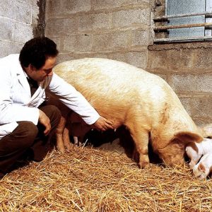 Covid-19:“Anche I veterinari potranno fare tamponi ai cittadini del Veneto”