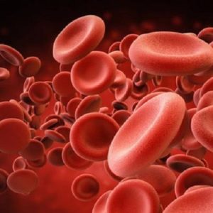 Globuli rossi: nuovo metodo per la produzione in laboratorio