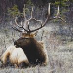 Malattie da prioni, scoperti nuovi ceppi responsabili di una patologia che sta colpendo i cervidi in Nord Europa