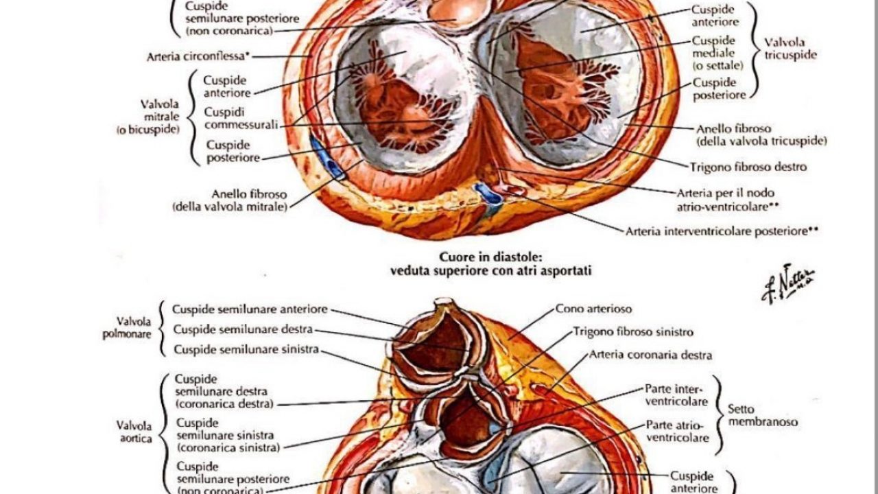 cuore ad anello fibroso