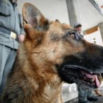 Alto Adige: cani anti Covid-19 nelle scuole per fiutare chi è positivo