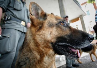 Alto Adige: cani anti Covid-19 nelle scuole per fiutare chi è positivo