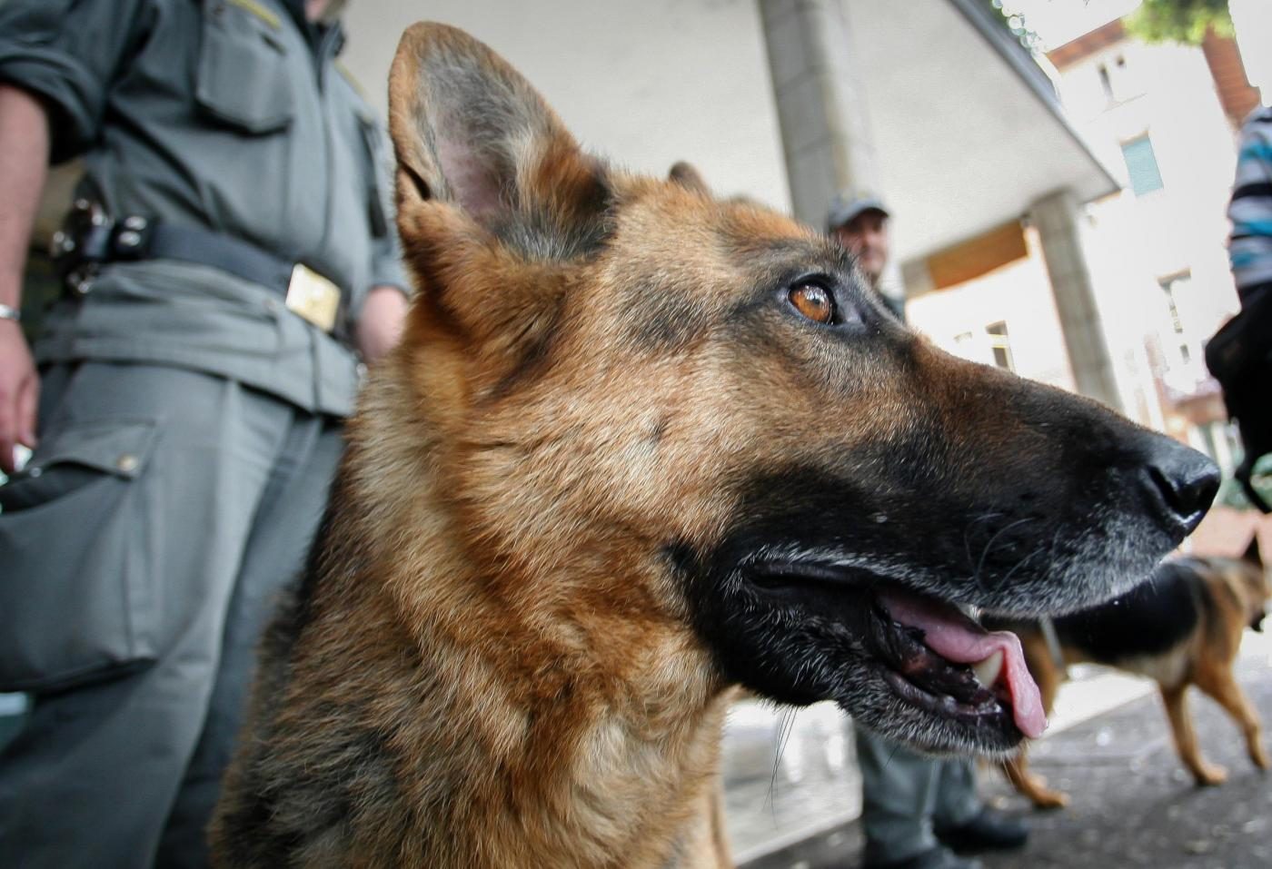 Alto Adige: cani anti Covid-19 nelle scuole per fiutare chi è positivo