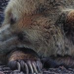 Cellule cancerose vanno in letargo, così resistono alla chemioterapia