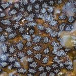 Cellule staminali, un invertebrato marino ne svela i segreti