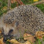 Coronavirus dei ricci possono acquisire i geni dell’ospite: lo studio