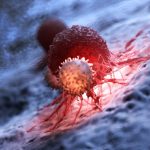 Coronavirus, quanto dura l'immunità dopo l'infezione? Può dipendere dalle cellule T