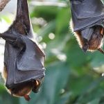 Francia, uomo morso da un pipistrello: muore di enfalite