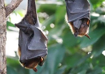 Francia, uomo morso da un pipistrello: muore di enfalite