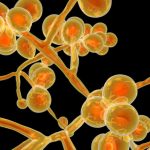 Allarme mondiale per la "Candida auris" 3