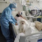 La storia di Carolina, 80enne che ha potuto riabbracciare il proprio Whisky dal letto di ospedale