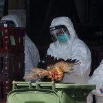 Russia, rilevati 7 casi di influenza aviaria H5N8