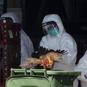 Russia, rilevati 7 casi di influenza aviaria H5N8