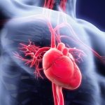 Scoperto sistema di ventilazione nelle cellule cardiache