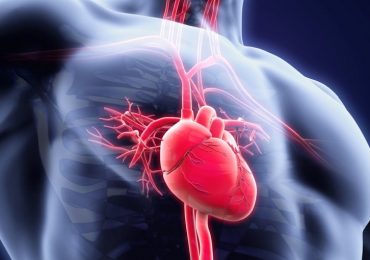 Scoperto sistema di ventilazione nelle cellule cardiache