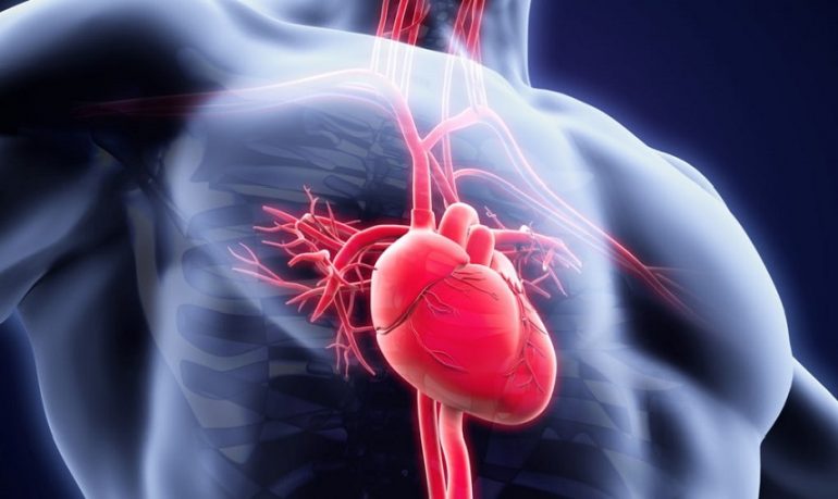 Scoperto sistema di ventilazione nelle cellule cardiache