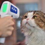 Coronavirus, variante inglese individuata in un gatto nel Novarese