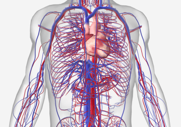 Covid: danni sul sistema cardiovascolare