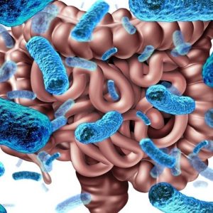 Scoperta IEO: troppi antibiotici possono alterare il sistema immunitario intestinale