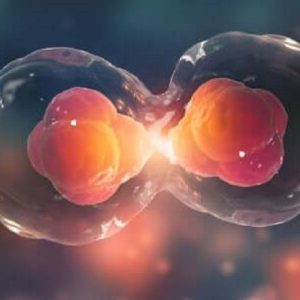 Come proliferano i tumori: individuato rapporto tra proteina Ambra1 e Ciclina D