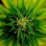 Serra di marijuana nel box e false ricette mediche per farmaci a base di morfina