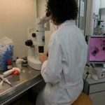 Coronavirus, lo studio: proteina Spike danneggia cellule di vasi sanguigni