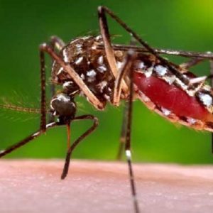 Usa, rilasciate zanzare geneticamente modificate per sopprimere la specie Aedes aegypti