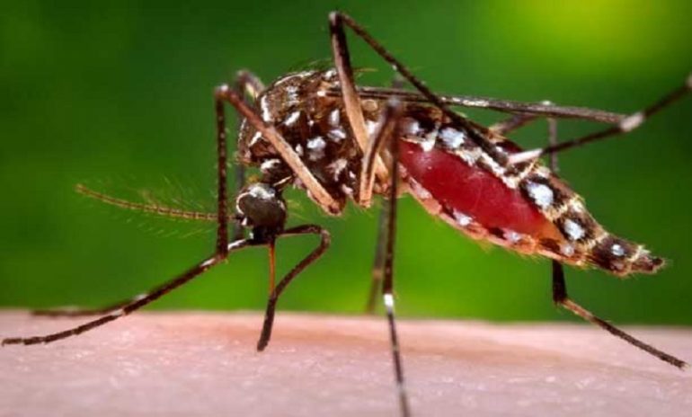 Usa, rilasciate zanzare geneticamente modificate per sopprimere la specie Aedes aegypti