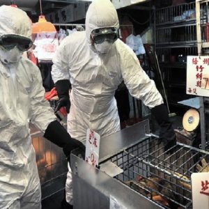 Cina, raro ceppo di influenza aviaria riscontrato in un uomo