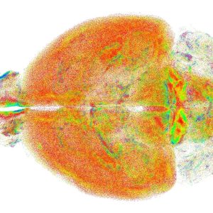 Studio del cervello: sviluppata una nuova tecnica dall'Università di Firenze
