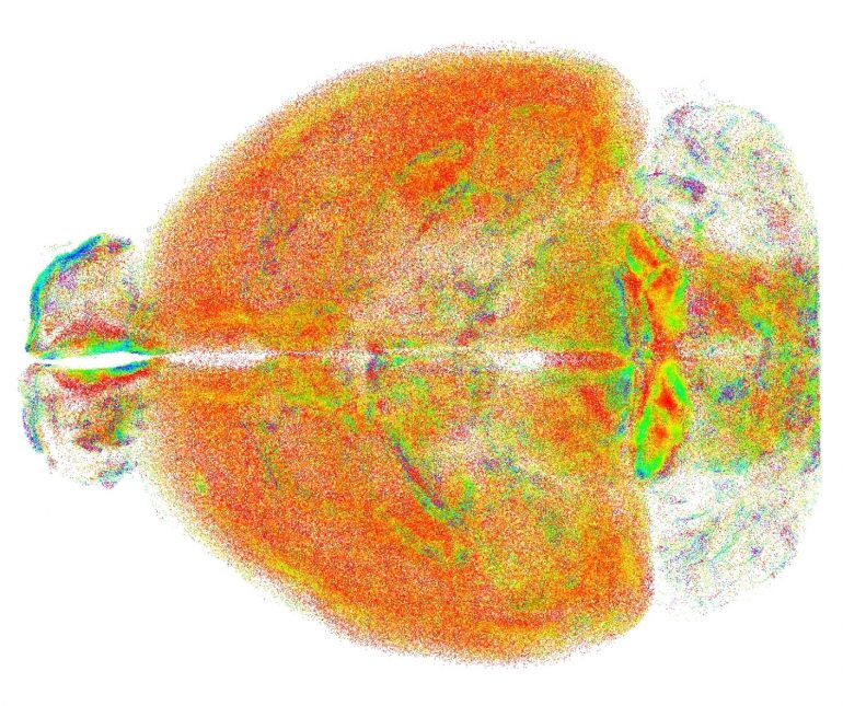 Studio del cervello: sviluppata una nuova tecnica dall'Università di Firenze