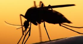 Malaria, perfezionate le zanzare geneticamente modificate: passo avanti nella lotta alla malattia