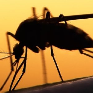 Malaria, perfezionate le zanzare geneticamente modificate: passo avanti nella lotta alla malattia