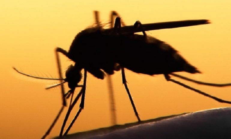 Malaria, perfezionate le zanzare geneticamente modificate: passo avanti nella lotta alla malattia