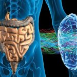 Epilessia: il ruolo attivo svolto dal microbiota intestinale