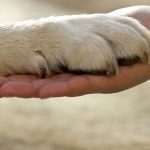 Matera, al via il progetto "Pet Therapy"