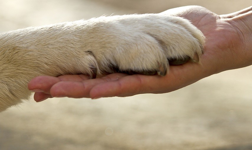 Matera, al via il progetto "Pet Therapy"