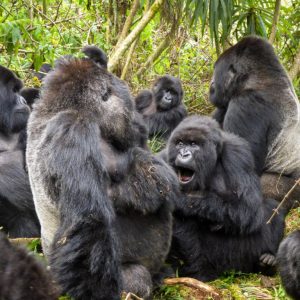 Covid-19: contagiati 13 gorilla dello zoo di Atlanta. Non erano stati vaccinati