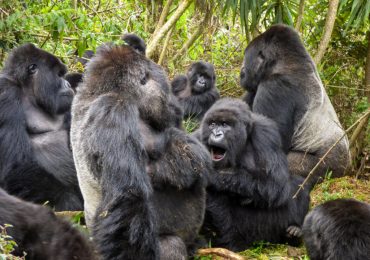 Covid-19: contagiati 13 gorilla dello zoo di Atlanta. Non erano stati vaccinati